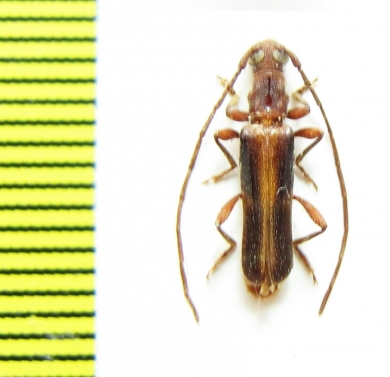 Cerambycidae sp.  South Africa Rep. - INSECTS-STORE.RU