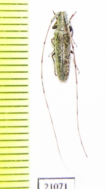 Cerambycidae sp.  Zambia - INSECTS-STORE.RU