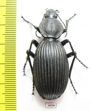 Tefflus sp.  Zambia - INSECTS-STORE.RU