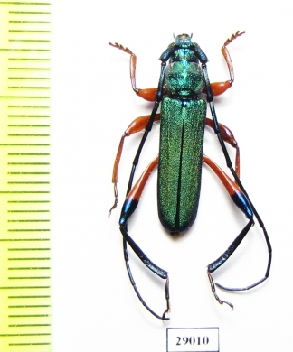 Cerambycidae sp.  Tanzania - INSECTS-STORE.RU