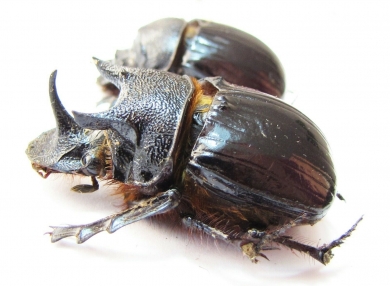 Heliocopris minos, pair  Zambia - INSECTS-STORE.RU