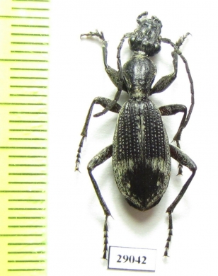 Cypholoba sp.  Tanzania - INSECTS-STORE.RU