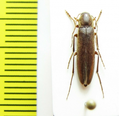 Serropalpus niponicus  Japan - INSECTS-STORE.RU