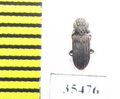 Zopheridae sp.  Mexico - INSECTS-STORE.RU