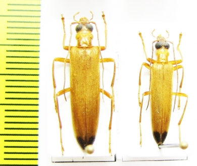 Oedemeridae sp.  Malaysia - INSECTS-STORE.RU