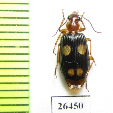 Carabidae sp.  Angola - INSECTS-STORE.RU