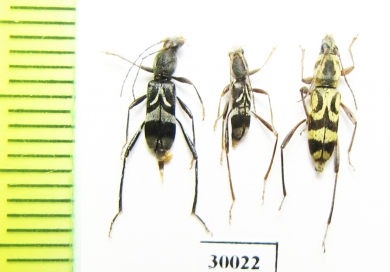 Cerambycidae sp.  Thailand - INSECTS-STORE.RU