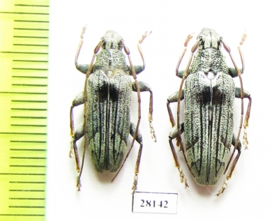 Tmesisternus ruficornis, pair  Indonesia, Kelang isl. - INSECTS-STORE.RU