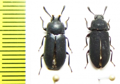 Toxicum quadricorne, pair  Philippines - INSECTS-STORE.RU