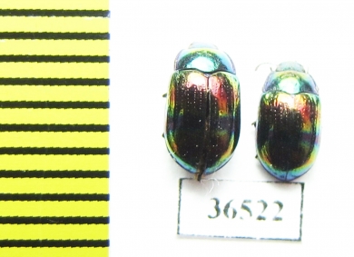 Tenebrionidae sp.  Indonesia, Kalimantan - INSECTS-STORE.RU