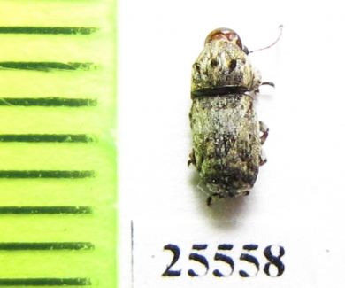 Anthribidae sp.  South Africa Rep. - INSECTS-STORE.RU