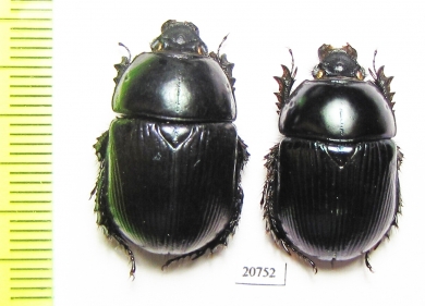 Geotrupes olgae  Russia, N.Ossetia reg. - INSECTS-STORE.RU