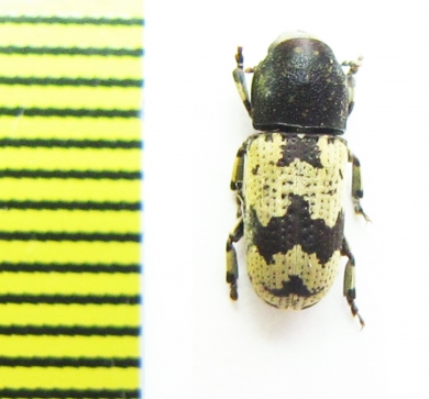 Bostrichidae sp.  Bolivia - INSECTS-STORE.RU