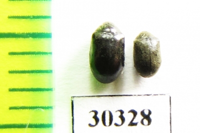 Dorcatoma sp.  Russia, Tver reg. - INSECTS-STORE.RU