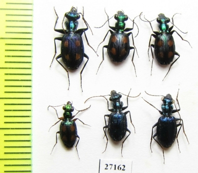 Carabidae sp.  Indonesia, Kalimantan - INSECTS-STORE.RU