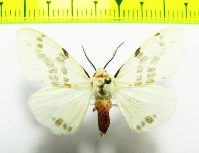 Erebidae sp.  Laos - INSECTS-STORE.RU