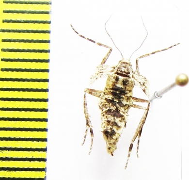 Operophtera fagata  Russia, Moscow reg. - INSECTS-STORE.RU