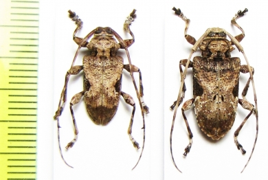 Lagocherius araneiformis, pair  Dominican Rep. - INSECTS-STORE.RU