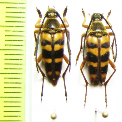 Typocerus sparsus  Canada - INSECTS-STORE.RU