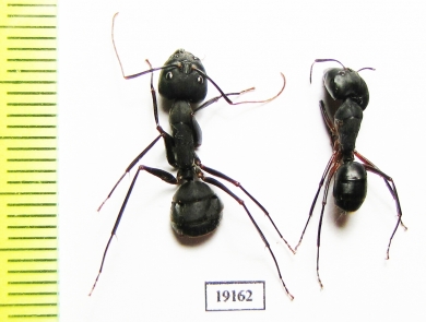 Formicidae sp.  India - INSECTS-STORE.RU