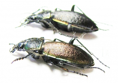 Carabus (Morphocarabus) hummeli nevelskii, pair  Russia, Sakhalin isl. - INSECTS-STORE.RU