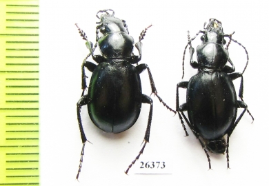 Carabus (Cyclocarabus) karaterekensis hemicallisthenes, pair  Kirgizstan - INSECTS-STORE.RU