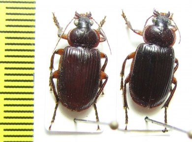 Carabidae sp.  Vietnam - INSECTS-STORE.RU