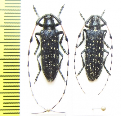 Agapanthia soror, pair  Kirgizstan - INSECTS-STORE.RU