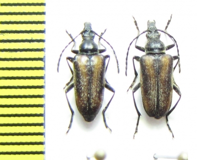 Gnathacmaeops pratensis  Russia, Krasnoyarsk reg. - INSECTS-STORE.RU