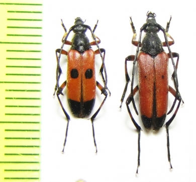 Nustera distigma  Spain - INSECTS-STORE.RU