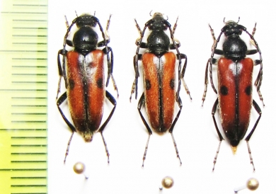 Vadonia unipunctata, pair  France/Russia - INSECTS-STORE.RU