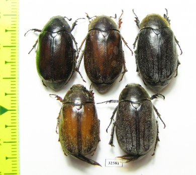 Melolonthinae sp.  China, Guangxi prov. - INSECTS-STORE.RU