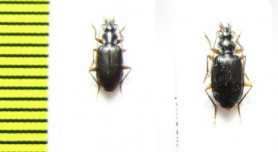 Carabidae sp.  Indonesia, Papua - INSECTS-STORE.RU