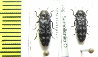 Coraebus rubi  Ukraina - INSECTS-STORE.RU