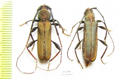 Xystrocera sp., pair  South Africa Rep. - INSECTS-STORE.RU