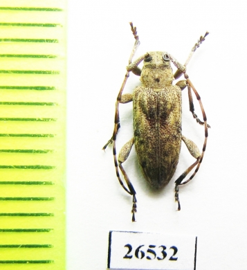 Cerambycidae sp.  South Africa Rep. - INSECTS-STORE.RU