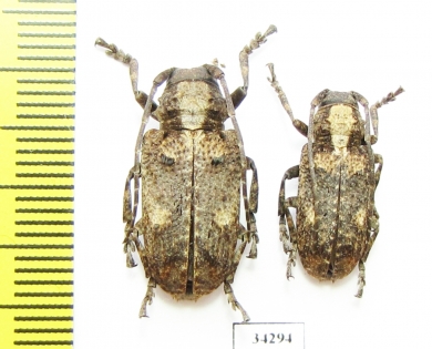 Cerambycidae sp.  Ethiopia - INSECTS-STORE.RU