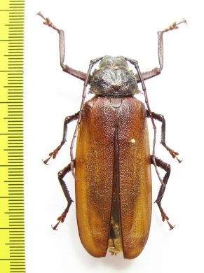 Macrotoma sp.  Malawi  60mm - INSECTS-STORE.RU