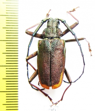 Scatopyrodes iris  Mexico 29mm - INSECTS-STORE.RU