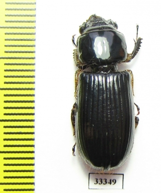 Passalidae sp.  Malaysia - INSECTS-STORE.RU