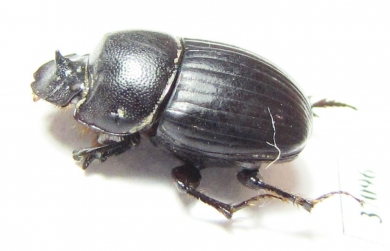 Copris sp.  South Africa Rep. - INSECTS-STORE.RU