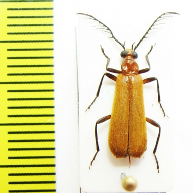 Pyrochroidae sp.  Malaysia, Borneo - INSECTS-STORE.RU