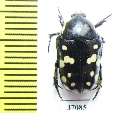 Phoxomela umbrosa  South Africa Rep. - INSECTS-STORE.RU