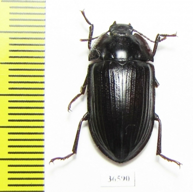 Tenebrionidae sp.  Australia - INSECTS-STORE.RU