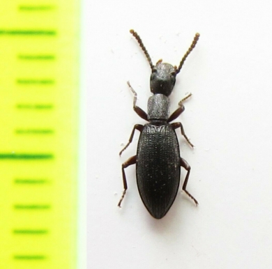 Stenosis latipleuralis  India - INSECTS-STORE.RU