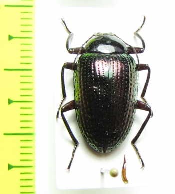 Amarygmus baagi  Indonesia, Papua - INSECTS-STORE.RU