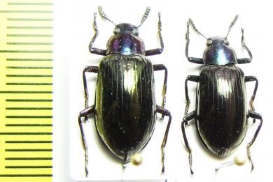 Tenebrionidae sp.  Malaysia, Borneo - INSECTS-STORE.RU