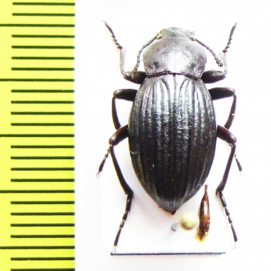 Cryptobrachys crassecostata, male  Malaysia, Borneo - INSECTS-STORE.RU