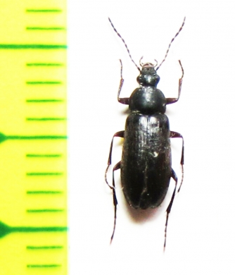 Cteniopus gibbosus  Israel - INSECTS-STORE.RU