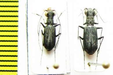 Cylindera holosericea, pair  Myanmar - INSECTS-STORE.RU